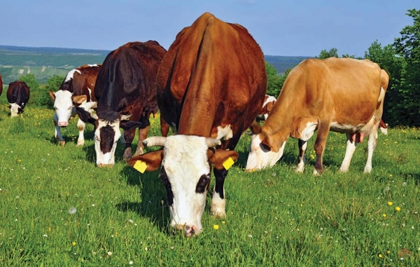 Trist: În satele maramureșene numărul bovinelor scade de la an la an