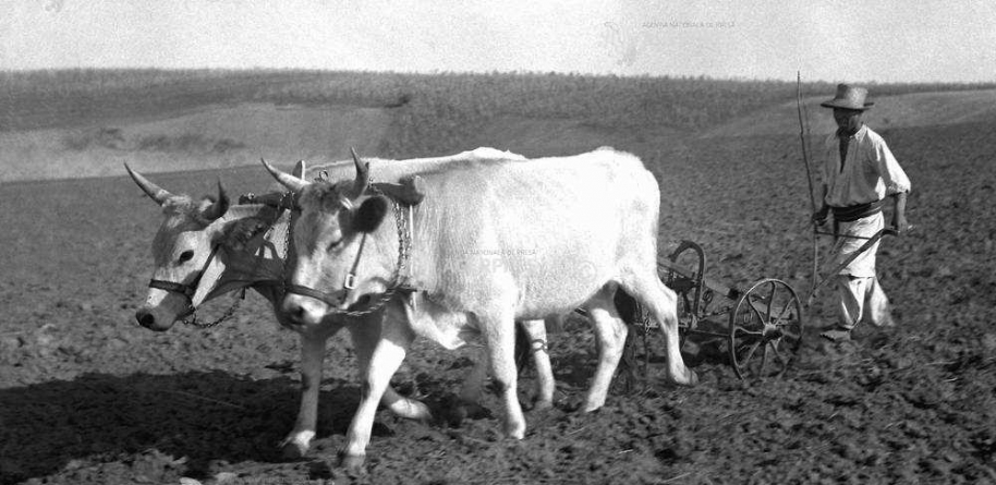 Agricultura de altădată: „Amu’ rămân bugăte pământuri pustii, atunci n-o rămas nici măcar o brazdă nelucrată”
