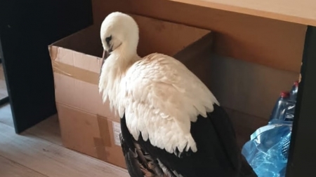 Intervenție deosebită în Maramureș: Barză cu aripa frântă salvată de urgență în Seini. A fost transportată apoi la o asociație de specialitate! (VIDEO ȘI FOTO)