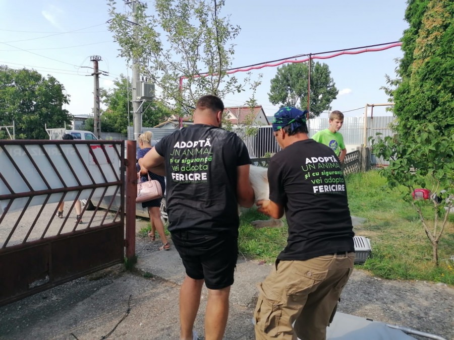 O acțiune în beneficiul necuvântătoarelor: 256 animale sterilizate în 4 zile în Maramureș în campania Fight for Animals derulată în Târgu Lăpuș și Recea (FOTO)