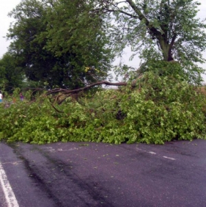Efectele furtunii în Maramureș: Intervenții ISU pentru degajarea arborilor căzuți pe carosabil. Traficul rutier a fost chiar oprit temporar