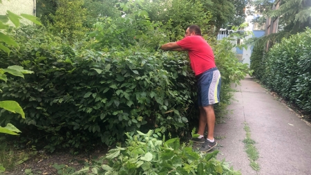 Situație în Baia Mare!: Sătui de vegetația excesivă din oraș unii cetățeni au curățat singuri gardurile și grădinile în lipsa autorităților responsabile (FOTO)