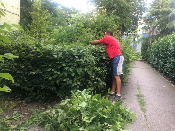 Situație în Baia Mare!: Sătui de vegetația excesivă din oraș unii cetățeni au curățat singuri gardurile și grădinile în lipsa autorităților responsabile (FOTO)