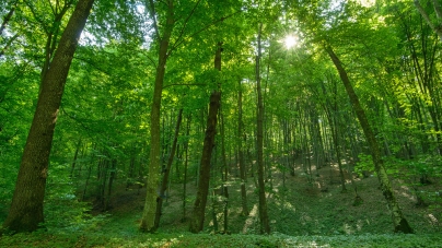 Vizitează Maramureșul!: Pădurea Crăiască, aria naturală protejată din apropierea stațiunii Ocna Șugatag. Există stejari cu vârsta de un sfert de mileniu (FOTO)