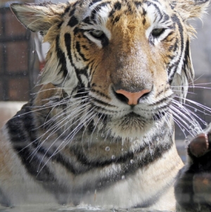 Acțiune preventivă pentru animale: O grădină Zoo din SUA începe vaccinarea acestora anti-COVID-19