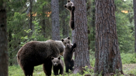 Recomandările jandarmilor maramureșeni pentru a evita atacurile urşilor