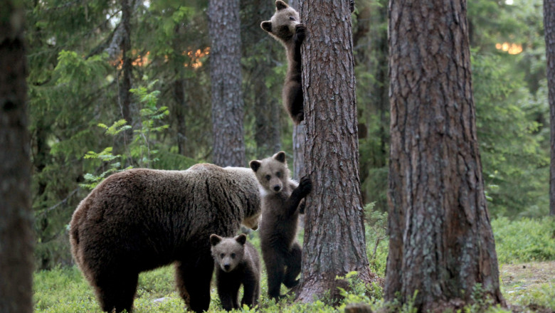 Recomandările jandarmilor maramureșeni pentru a evita atacurile urşilor
