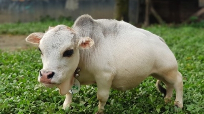 Ale naturii mici minuni: Mii de oameni au călătorit la o fermă special pentru a o vedea pe Rani, vaca pitică de 51 cm și numai 28 kg (FOTO)