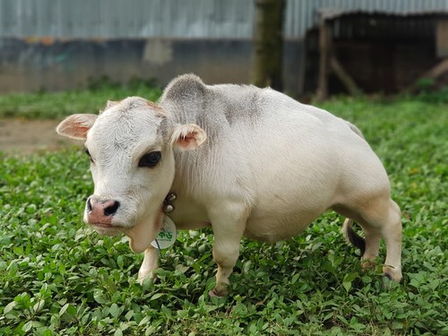 Ale naturii mici minuni: Mii de oameni au călătorit la o fermă special pentru a o vedea pe Rani, vaca pitică de 51 cm și numai 28 kg (FOTO)