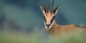 În weekend: Pe Stadionul din Târgu Lăpuș va fi proiectat un documentar impresionant despre natura din România