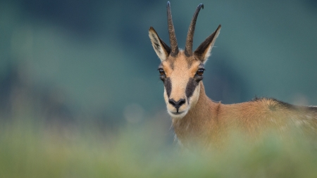 În weekend: Pe Stadionul din Târgu Lăpuș va fi proiectat un documentar impresionant despre natura din România