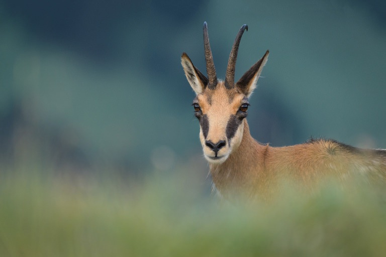 În weekend: Pe Stadionul din Târgu Lăpuș va fi proiectat un documentar impresionant despre natura din România