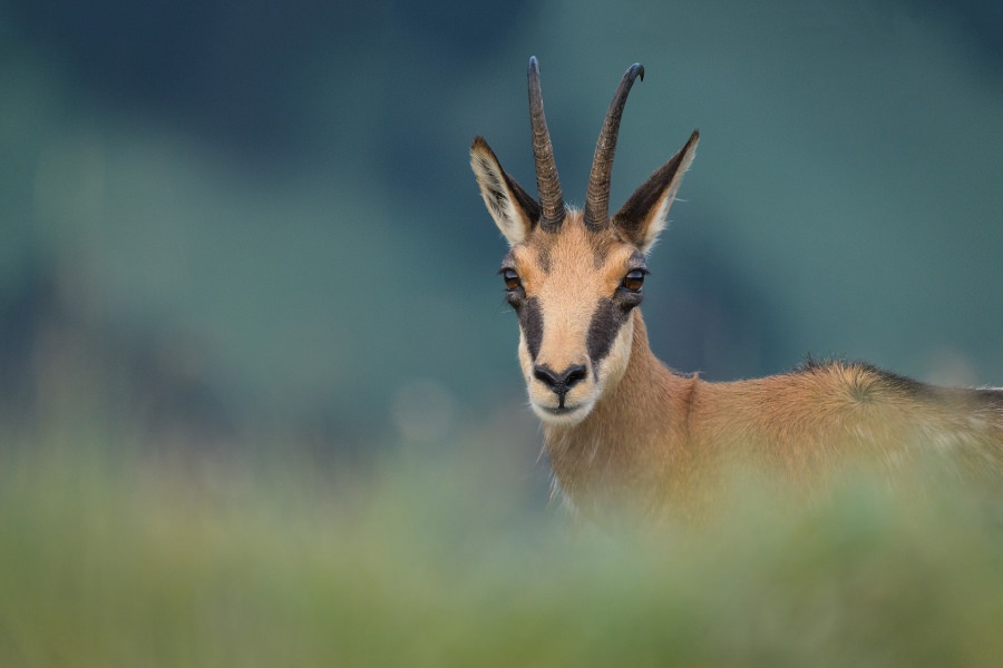 În weekend: Pe Stadionul din Târgu Lăpuș va fi proiectat un documentar impresionant despre natura din România
