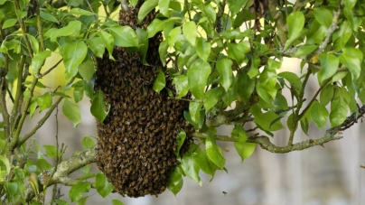 Un bărbat a murit după ce a fost atacat de un roi imens de albine. Stupul de 50 de kilograme fusese deranjat din copac
