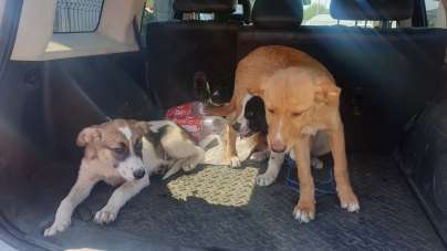 Spargerea din Baia Mare: O parte din câinii care au fost furați de la Adăpost au fost găsiți! Pe Pirită! Încă doi mai sunt de găsit! (FOTO)