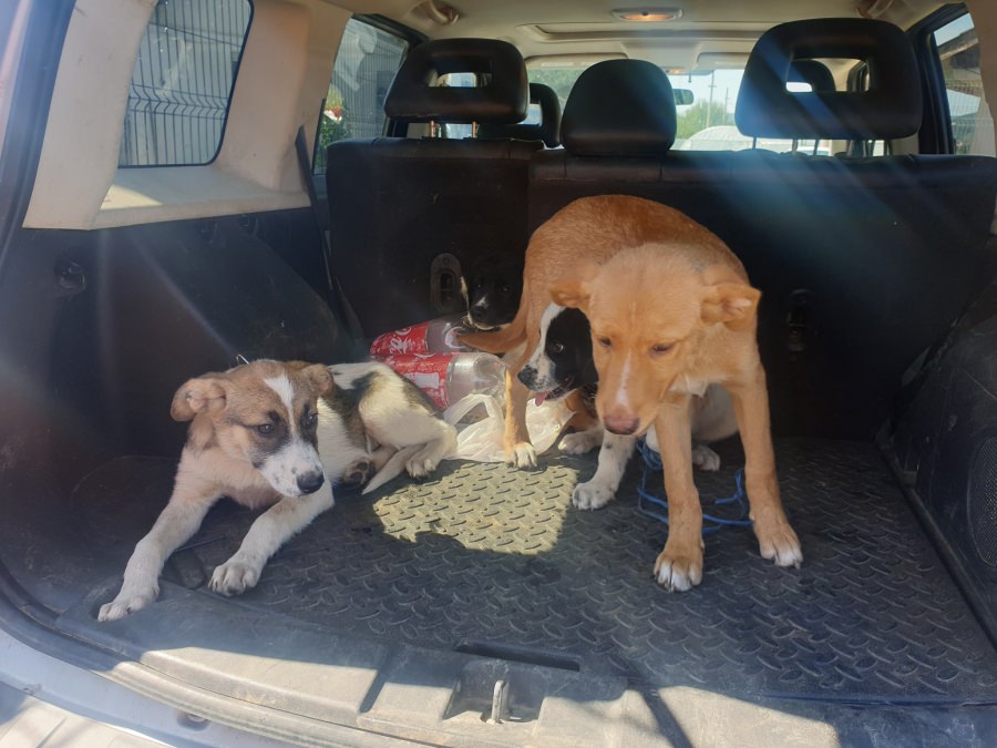 Campanie de adopție a câinilor fără stăpân