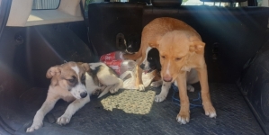 Campanie de adopție a câinilor fără stăpân