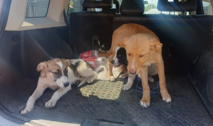 Spargerea din Baia Mare: O parte din câinii care au fost furați de la Adăpost au fost găsiți! Pe Pirită! Încă doi mai sunt de găsit! (FOTO)