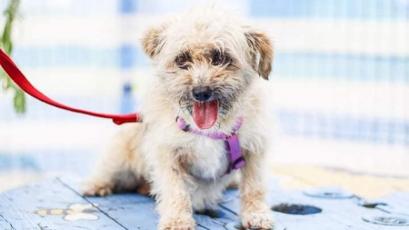 Caz șocant în Maramureș: Spargere la adăpostul de animale din municipiul Baia Mare! S-au furat două cățelușe și două țarcuri de pui! (FOTO)