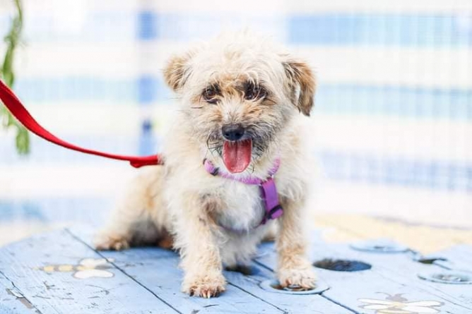 Caz șocant în Maramureș: Spargere la adăpostul de animale din municipiul Baia Mare! S-au furat două cățelușe și două țarcuri de pui! (FOTO)