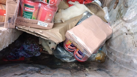 Oameni total fără suflet: În Baia Mare cinci cățeluși găsiți după ce realmente au fost azvârliți la coș. Erau să ajungă în compactor (FOTO)
