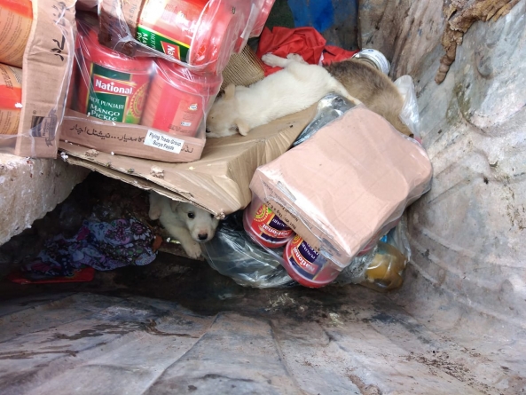 Oameni total fără suflet: În Baia Mare cinci cățeluși găsiți după ce realmente au fost azvârliți la coș. Erau să ajungă în compactor (FOTO)