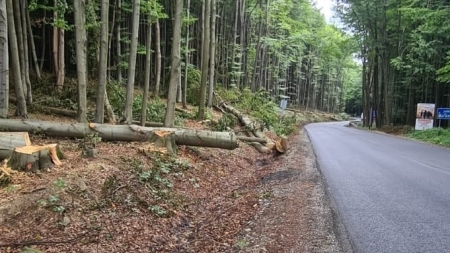 Lucrări făcute pentru siguranță: În județul Maramureș s-au identificat arbori care pot deveni un pericol pentru șoferii de pe DN 19! (FOTO)
