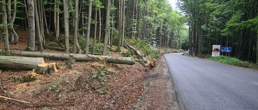 Lucrări făcute pentru siguranță: În județul Maramureș s-au identificat arbori care pot deveni un pericol pentru șoferii de pe DN 19! (FOTO)
