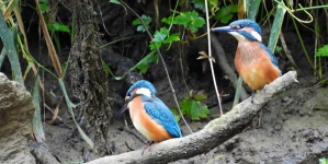 Frumusețile Maramureșului: Apariție spectaculoasă în județul nostru. În Cheile Lăpușului poate fi observat pescărașul albastru. Totul despre viețuitoare (FOTO)