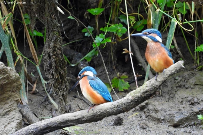 Frumusețile Maramureșului: Apariție spectaculoasă în județul nostru. În Cheile Lăpușului poate fi observat pescărașul albastru. Totul despre viețuitoare (FOTO)