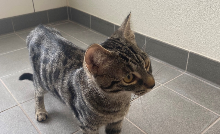 Absolut inedit: O pisică i-a salvat viața stăpânului, atrăgând atenția vecinilor și cerând, astfel, ajutor. Vezi șirul evenimentelor (FOTO)