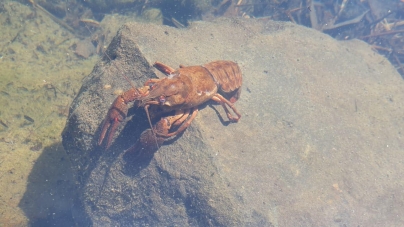 Frumusețile Maramureșului: Rac surprins în Lacul Mogoșa. Iarăși frumoasa stațiunea turistică are viață! Domeniul este asaltat în zilele toride! (VIDEO ȘI FOTO)