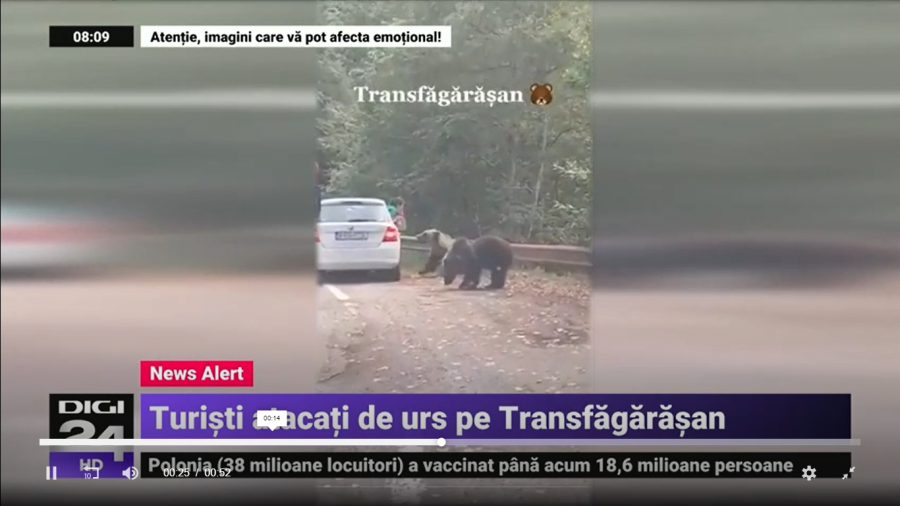 Gest periculos al unor turiști pe Transfăgărășan. Și-au riscat viața pentru o fotografie cu un urs