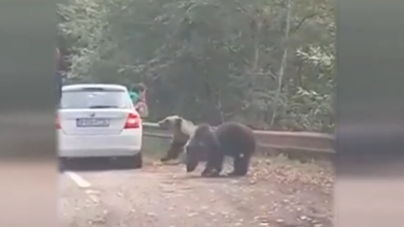 Gest periculos al unor turiști pe Transfăgărășan. Și-au riscat viața pentru o fotografie cu un urs