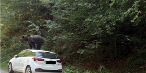 Urs fotografiat pe o mașină într-o zonă turistică; Jandarmii au reușit să-l alunge în pădure cu ajutorul sirenei