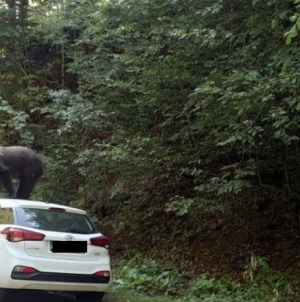 Urs fotografiat pe o mașină într-o zonă turistică; Jandarmii au reușit să-l alunge în pădure cu ajutorul sirenei
