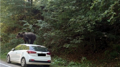 Urs fotografiat pe o mașină într-o zonă turistică; Jandarmii au reușit să-l alunge în pădure cu ajutorul sirenei