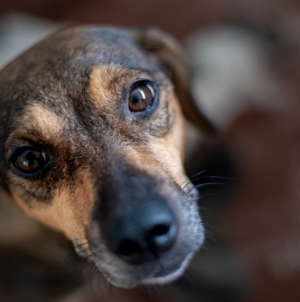 Controale ale polițiștilor de la Protecția Animalelor: s-au dat 56 de amenzi și s-au întocmit două dosare penale