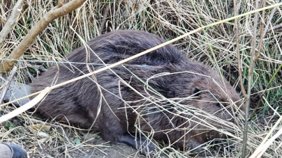 Gârdani: Pompierii au salvat un castor care a rămas prins într-un laț