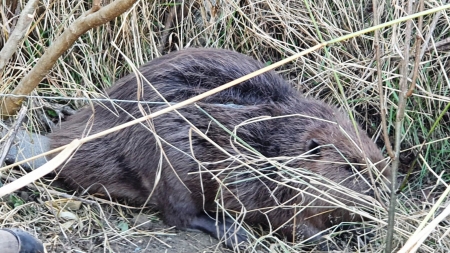 Gârdani: Pompierii au salvat un castor care a rămas prins într-un laț