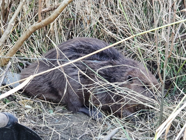 Gârdani: Pompierii au salvat un castor care a rămas prins într-un laț