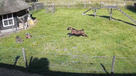 Inedit: O capră și un cocoș au salvat o găină care fusese atacată de un șoim (VIDEO)