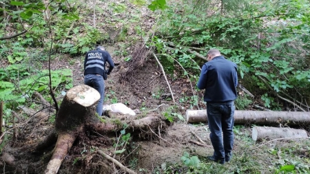 Tragedie în Baia Borșa: În județul Maramureș, un bărbat a fost strivit efectiv de un copac. A decedat la foarte scurt timp! (VIDEO ȘI FOTO)