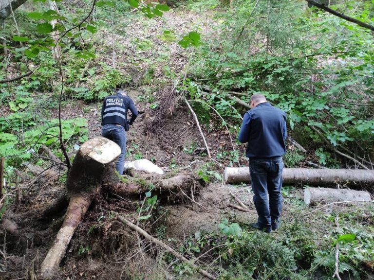 Tragedie în Baia Borșa: În județul Maramureș, un bărbat a fost strivit efectiv de un copac. A decedat la foarte scurt timp! (VIDEO ȘI FOTO)