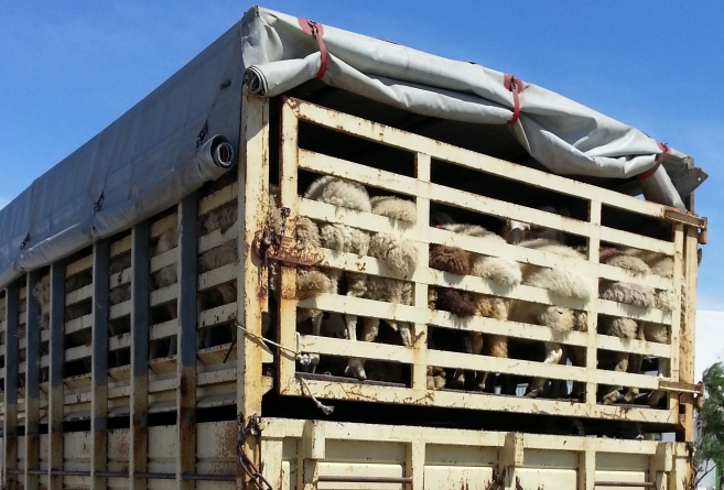 Transportul de animale vii a fost în vizorul polițiștilor; S-au dat amenzi în valoare totală de 12.000 de lei