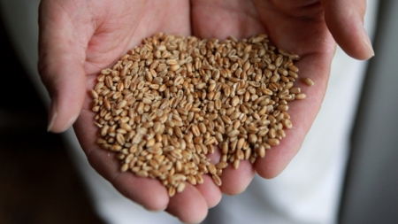 România devansează Rusia pe piaţa grâului din Egipt. Cerealele din Europa, căutate de țări din întreaga lume