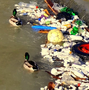 Imaginea zilei: Rațe sălbatice surprinse înotând printre gunoaie pe râul Săsar