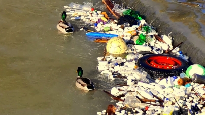 Imaginea zilei: Rațe sălbatice surprinse înotând printre gunoaie pe râul Săsar