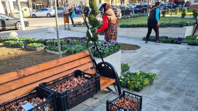 În Vișeu de Sus: Peste 5.000 de semințe de flori au fost plantate; Orașul va fi colorat la primăvară