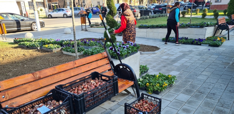 În Vișeu de Sus: Peste 5.000 de semințe de flori au fost plantate; Orașul va fi colorat la primăvară